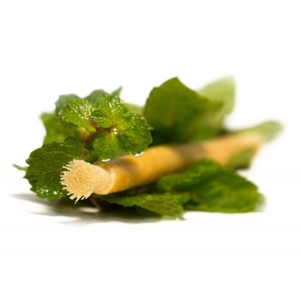 Siwak - přírodní zubní kartáček s příchutí máty pro svěží chuť ve vašich ústech